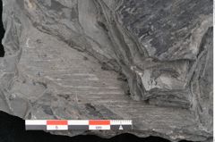 Foto (Detailansicht) von Dioonites permaeformis Schenk (NHMW-GEO-2024-0188-10643)